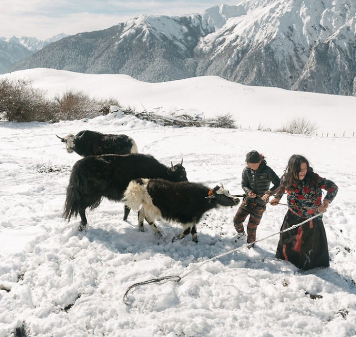 Couple herding yaks in the snow