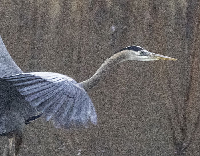 Heron with luminance noise