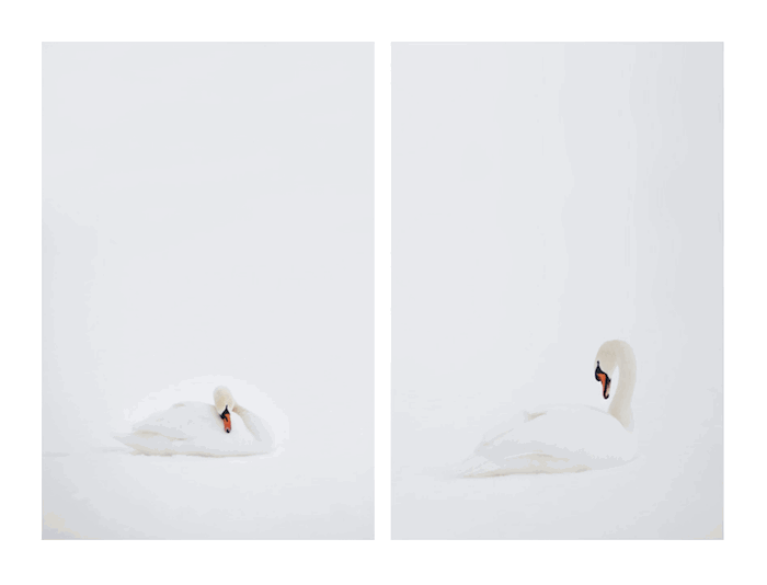 free plugin that creates diptychs of a swan against white background